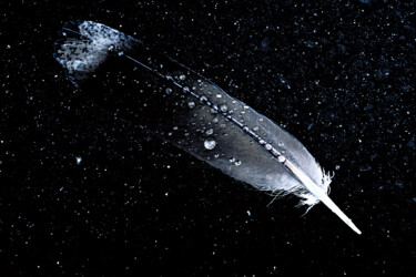 Feathers floating in the rain Fotografia intitolato "Feathers floating i…" da Masaharu Takahashi, Opera d'arte originale, Fotografia digitale