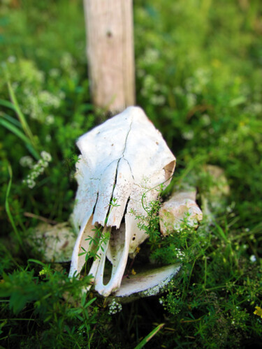 「A skull in the grass」というタイトルの写真撮影 Gabriel Zenによって, オリジナルのアートワーク, アナログ写真