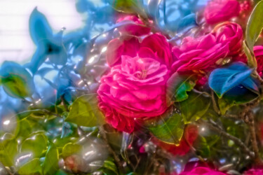 "camelia japonica" başlıklı Fotoğraf Masaharu Takahashi tarafından, Orijinal sanat, Dijital Fotoğrafçılık