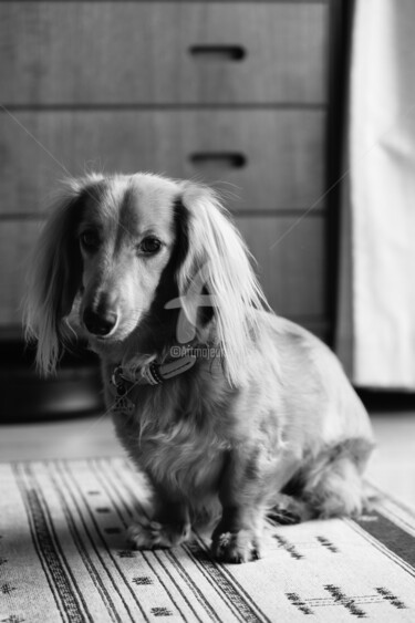 Фотография под названием "I am all ears!" - Anirban Basu, Подлинное произведение искусства, Цифровая фотография