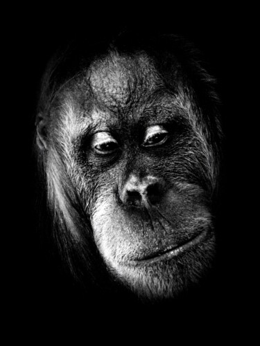 Fotografia intitolato "Orang Utan" da R.W.Born, Opera d'arte originale, Fotografia digitale