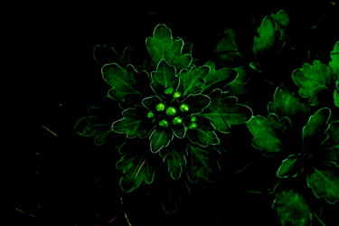 Fotografie getiteld "Green in the dark" door Masaharu Takahashi, Origineel Kunstwerk, Digitale fotografie