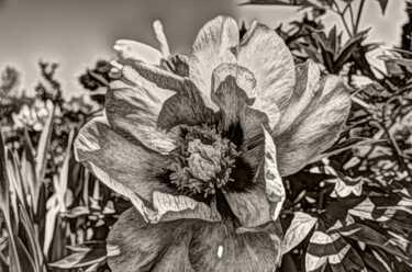 Beautiful flowers despite loss of colour Photographie intitulée "Beautiful flowers d…" par Masaharu Takahashi, Œuvre d'art originale, Photographie numérique