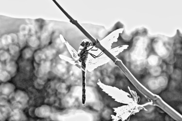 Fotografia zatytułowany „stay alive” autorstwa Masaharu Takahashi, Oryginalna praca, Fotografia cyfrowa