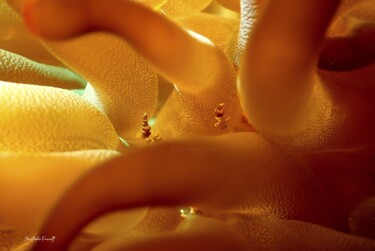 Anemone refuge (Condylactis gigantea) Fotografie getiteld "Anemone refuge (Con…" door Christophe Foucault, Origineel Kunstwerk, Niet gemanipuleerde fotografie