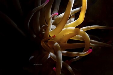 Anemone magique (Condylactis gigantea) Фотография под названием "Anemone magique (Co…" - Christophe Foucault, Подлинное произведение искусства, Не манипулируемая ф…