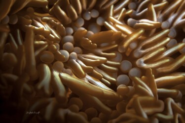 L’or sous-marin (lebrunia neglecta) Fotografía titulada "L’or sous-marin (le…" por Christophe Foucault, Obra de arte original, Fotografía no manipulada