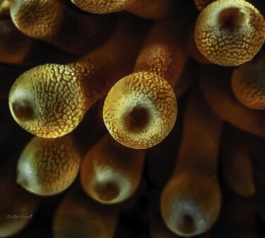 Fotografie getiteld "Bulbes (Condylactis…" door Christophe Foucault, Origineel Kunstwerk, Niet gemanipuleerde fotografie