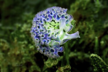 Nudibranche (Elysia crispata) Fotografie getiteld "Nudibranche (Elysia…" door Christophe Foucault, Origineel Kunstwerk, Niet gemanipuleerde fotografie