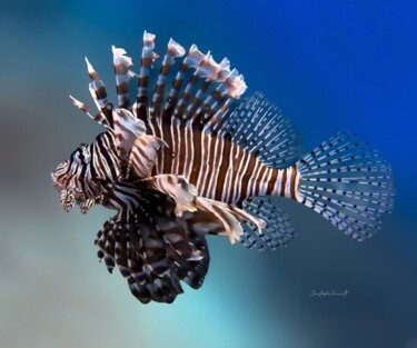 Poisson lion, La Rascasse volante (Pterois volitans) "Poisson lion, La Ra…" başlıklı Fotoğraf Christophe Foucault tarafından, Orijinal sanat, Dijital Fotoğrafçılık