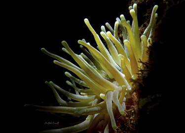 Anemone verte (Condylactis gigantea) "Anemone verte (Cond…" başlıklı Fotoğraf Christophe Foucault tarafından, Orijinal sanat, Fotoşopsuz fotoğraf