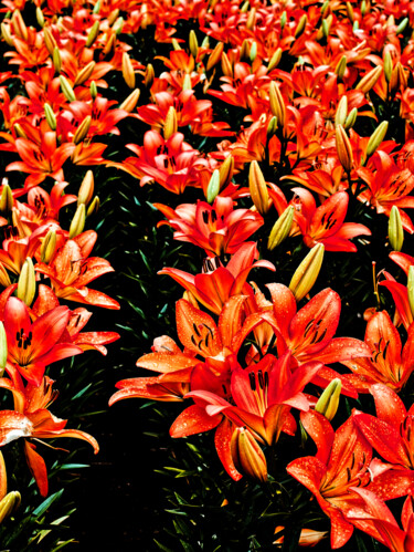 Fotografía titulada "Lily flowers glow" por Masaharu Takahashi, Obra de arte original, Fotografía digital