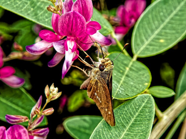 Butterfly World Fotografia intitolato "Butterfly World" da Masaharu Takahashi, Opera d'arte originale, Fotografia digitale