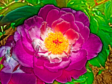 Peony flowers drawn with light Fotografie getiteld "Peony flowers drawn…" door Masaharu Takahashi, Origineel Kunstwerk, Digitale fotografie