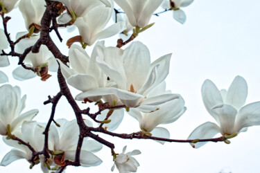 Fotografie getiteld "Magnolia" door Masaharu Takahashi, Origineel Kunstwerk, Digitale fotografie