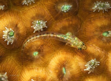 Le Big Boss (Blenniidae-Perciformes) "Le Big Boss (Blenni…" başlıklı Fotoğraf Christophe Foucault tarafından, Orijinal sanat, Fotoşopsuz fotoğraf