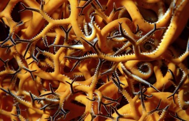 Astrophyton orange / Gorgonocéphale géant (Astrophyton muric Фотография под названием "Astrophyton orange…" - Christophe Foucault, Подлинное произведение искусства, Не манипулируемая фо…