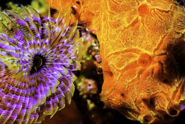 Sabelle et éponge (Sabellastarte magnifica) "Sabelle et éponge (…" başlıklı Fotoğraf Christophe Foucault tarafından, Orijinal sanat, Fotoşopsuz fotoğraf