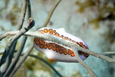 Monnaie caraibe (Cyphoma gibbosum) Fotografie getiteld "Monnaie caraibe (Cy…" door Christophe Foucault, Origineel Kunstwerk, Niet gemanipuleerde fotografie