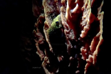 "Poisson en sommeil…" başlıklı Fotoğraf Christophe Foucault tarafından, Orijinal sanat, Fotoşopsuz fotoğraf artwork_cat. üze…