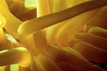 "Anemone jaune (Cond…" başlıklı Fotoğraf Christophe Foucault tarafından, Orijinal sanat, Fotoşopsuz fotoğraf
