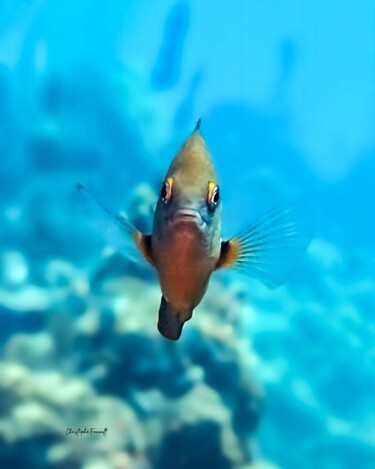 Poisson-chirurgien (Acanthurus) Fotografie getiteld "Poisson-chirurgien…" door Christophe Foucault, Origineel Kunstwerk, Niet gemanipuleerde fotografie