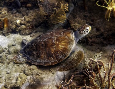 "Tortue verte (Chelo…" başlıklı Fotoğraf Christophe Foucault tarafından, Orijinal sanat, Fotoşopsuz fotoğraf