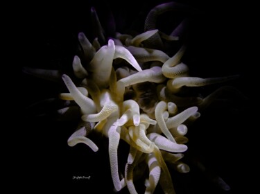 Anemone blanche (Condylactis gigantea) Фотография под названием "Anemone blanche (Co…" - Christophe Foucault, Подлинное произведение искусства, Не манипулируемая ф…