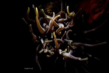 "Anemone dans la nui…" başlıklı Fotoğraf Christophe Foucault tarafından, Orijinal sanat, Fotoşopsuz fotoğraf