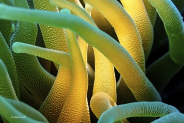 "Anemone jaune et ve…" başlıklı Fotoğraf Christophe Foucault tarafından, Orijinal sanat, Fotoşopsuz fotoğraf