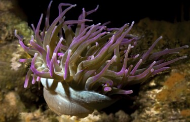 Anemone violette 2 (Condylactis gigantea) Фотография под названием "Anemone violette 2…" - Christophe Foucault, Подлинное произведение искусства, Не манипулируемая фо…