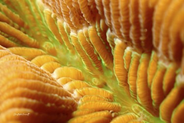 Cerveau de Neptune macro (Diploria labyrinthiformis) Фотография под названием "Cerveau de Neptune…" - Christophe Foucault, Подлинное произведение искусства, Не манипулируемая фо…