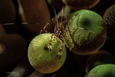 Crevette du yucatan (Periclimenes yucatanicus) 2 Photography titled "Crevette du yucatan…" by Christophe Foucault, Original Artwork, Non Manipulated Photography