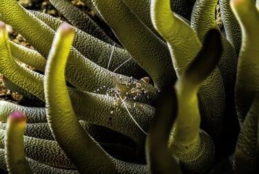 Crevette du yucatan (Periclimenes yucatanicus) 3 Photography titled "Crevette du yucatan…" by Christophe Foucault, Original Artwork, Digital Photography