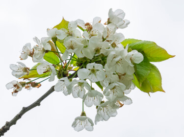 Cerises à venir.