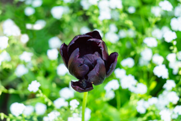 Tulipe II
