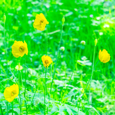 Printemps