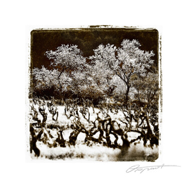 L’éveil blanc Fotografía titulada "L’éveil blanc" por Gilles Deschamps (OXPIRIT), Obra de arte original, Fotografía digital Montado en art…