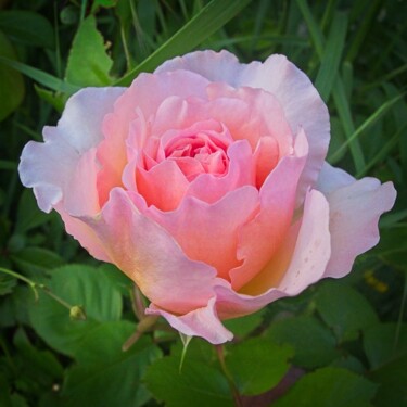 "Rose rose qui s'épa…" başlıklı Fotoğraf Michel Akli tarafından, Orijinal sanat, Dijital Fotoğrafçılık