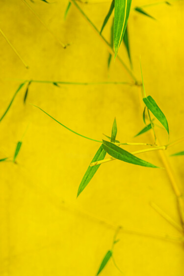 Photography titled "Bambou" by Elisabeth Laplante, Original Artwork, Manipulated Photography Mounted on Other rigid panel