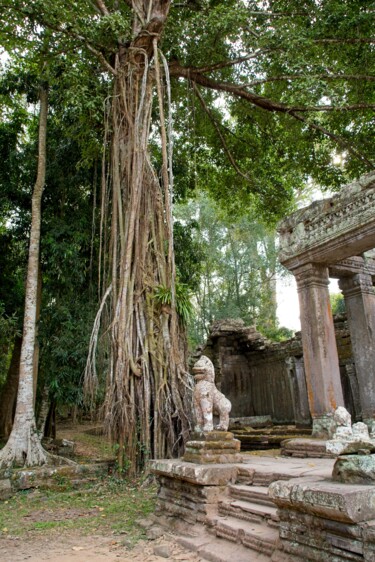 Photography titled "Angkor, Banian Tree" by Michel Kergonna, Original Artwork, Digital Photography Mounted on Aluminium