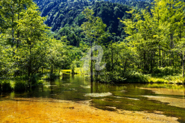 Photography titled "Summer foliage by t…" by Anirban Basu, Original Artwork, Digital Photography Mounted on Aluminium