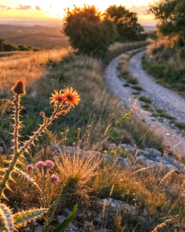 Fotografia intitolato "Cyprus Trail in Sun…" da Sergei Gundorov, Opera d'arte originale, Fotografia digitale