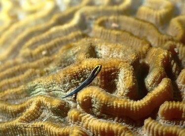 GOBIE DANS LES ENTRAILLES DU CERVEAU DE NEPTUNE 2 "GOBIE DANS LES ENTR…" başlıklı Fotoğraf Christophe Foucault tarafından, Orijinal sanat, Dijital Fotoğrafçılık