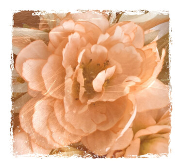 Gravures & estampes intitulée "Today's Flower" par Banu Muazzez Arpalı, Œuvre d'art originale, Photographie numérique