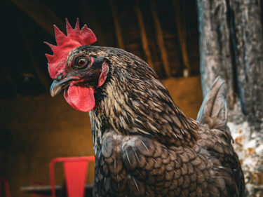 Fotografia intitolato "COQ" da Taïka, Opera d'arte originale, Fotografia digitale Montato su Alluminio