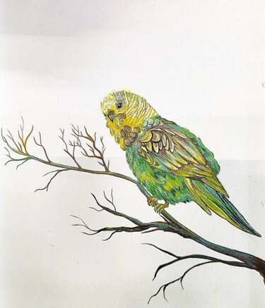 Рисунок под названием "Budgerigar" - Anastasia Chudinova, Подлинное произведение искусства, Акрил