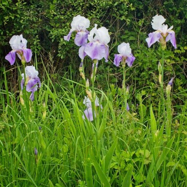 Iris bleus et blancs Photographie intitulée "Iris bleus et blancs" par Michel Akli, Œuvre d'art originale, Photographie numérique