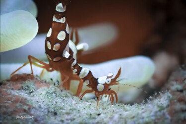 crevettes de Thor adulte et juvenile "crevettes de Thor a…" başlıklı Fotoğraf Christophe Foucault tarafından, Orijinal sanat, Dijital Fotoğrafçılık