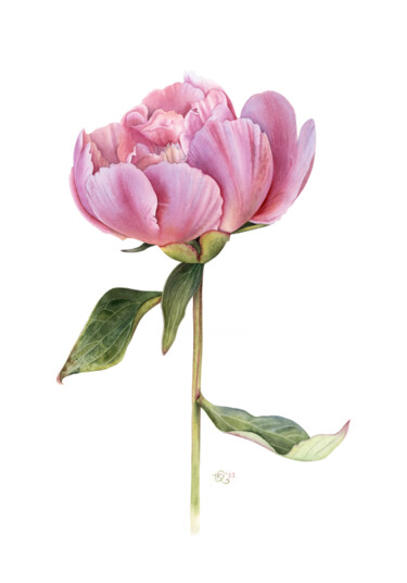 Painting titled "Blooming peon bud" by Olha Korniienko, Original Artwork, Watercolor